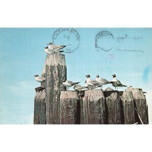 Postcard The Outer Banks of North Carolina Vintage Chrome Posted 1939-1970s